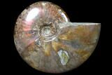 Flashy Red Iridescent Ammonite - Wide #81853-1